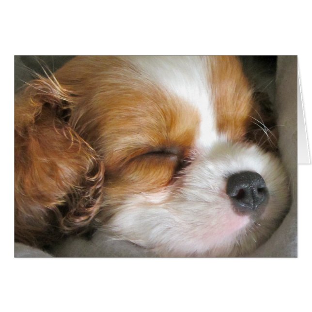 Cavalier Kung Charles Spain Puppy Card Hälsningskort (Framsidan Horizontal)