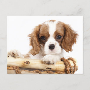 Cavalier Kung Charles Spain Puppy Hund Vykort