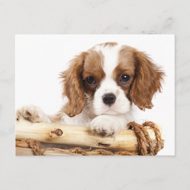 Cavalier Kung Charles Spain Puppy Hund Vykort (Framsida)