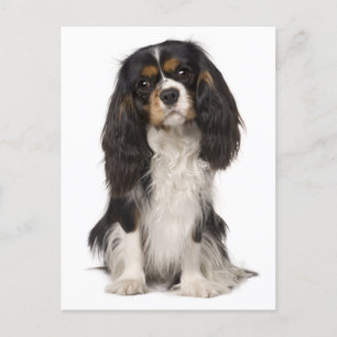 Cavalier Kung Charles Spain Puppy Hund Vykort