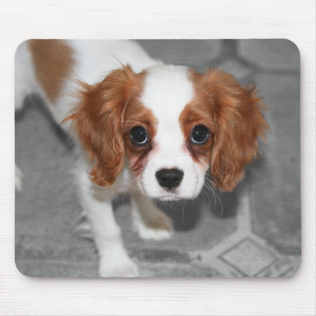 Cavalier Kung Charles Spain Puppy Mousepad Musmatta (Framsidan)