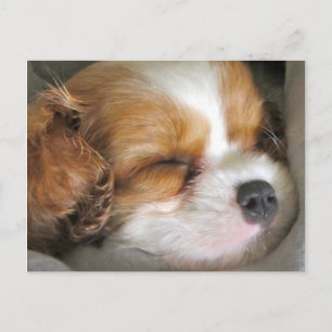 Cavalier Kung Charles Spain Puppy Postcard Vykort