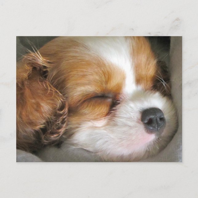 Cavalier Kung Charles Spain Puppy Postcard Vykort (Framsida)