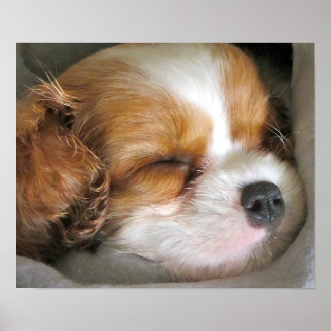 Cavalier Kung Charles Spain Puppy Poster (Framsidan)