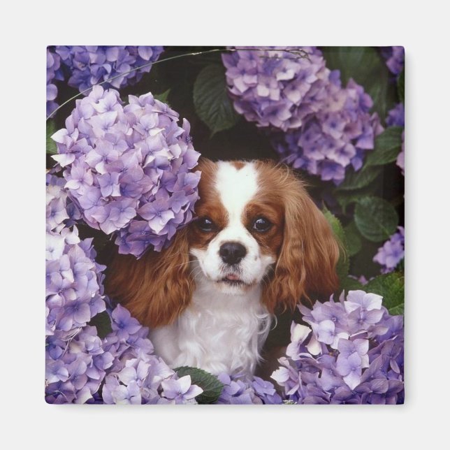 Cavalier Kung Charles Spain Red and White Magnet (Framsidan)