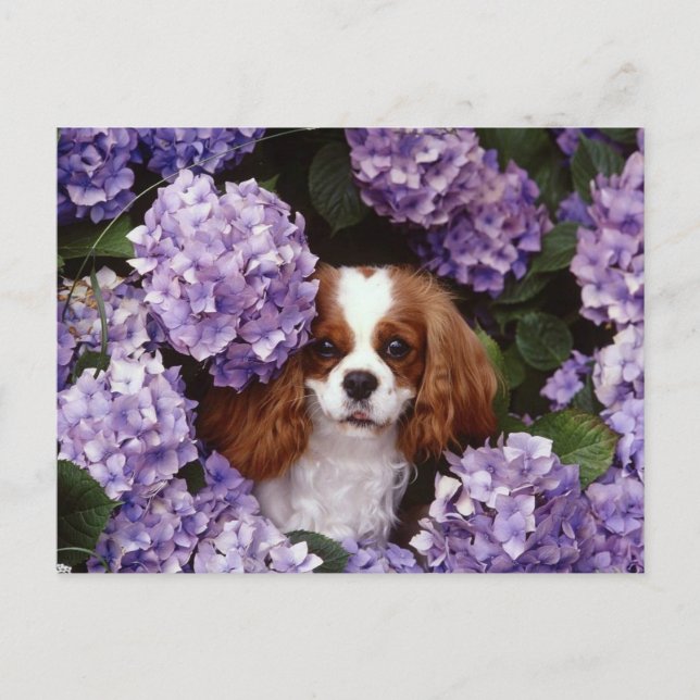 Cavalier Kung Charles Spain Red and White Vykort (Framsida)