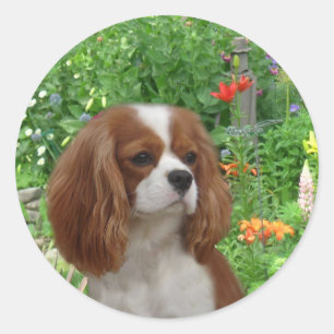Cavalier Kung Charles Spain Sticker Runt Klistermärke