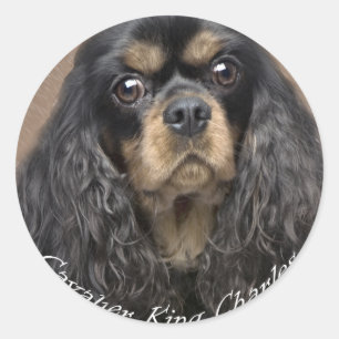 Cavalier Kung Charles Spain Stickers Runt Klistermärke