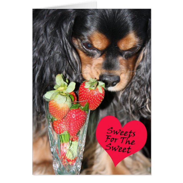 Cavalier Kung Charles Spain Strawbär Card Hälsningskort (Framsidan)
