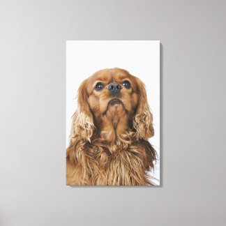 Cavalier Kung Charles Spain tittar upp Canvastryck