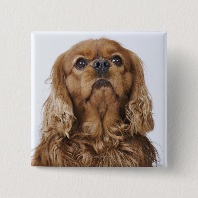 Cavalier Kung Charles Spain tittar upp Knapp (Framsida)