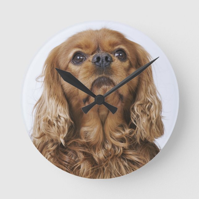 Cavalier Kung Charles Spain tittar upp Rund Klocka (Framsida)
