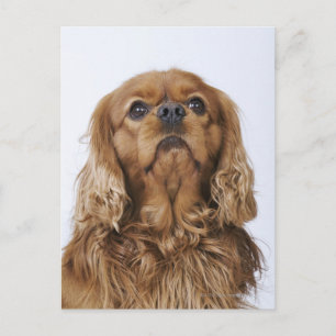 Cavalier Kung Charles Spain tittar upp Vykort