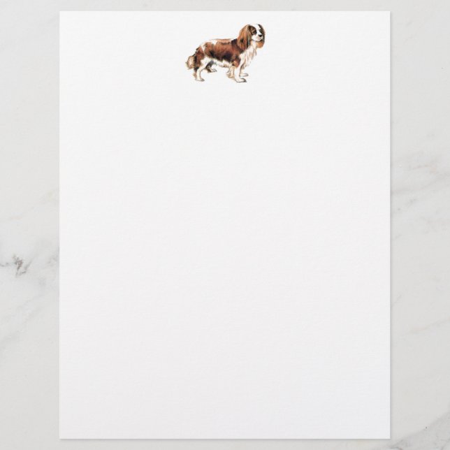 Cavalier Kung Charles Spaniel (Framsida)