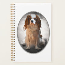 Cavalier Kung Charles Spaniel