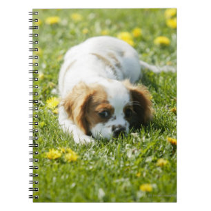Cavalier Kung Charles Spaniel Anteckningsbok Med Spiral