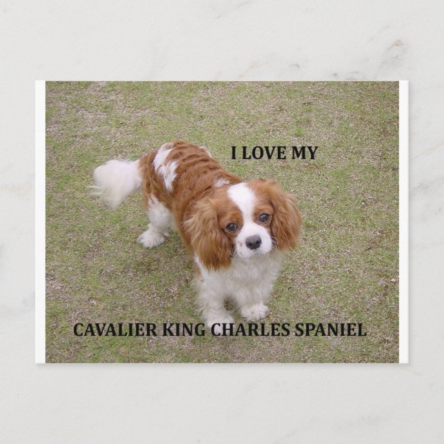 Cavalier-kung-charles-spaniel blenheim kärlek w pi vykort (Framsida)