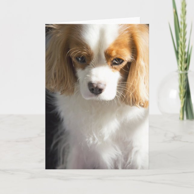 Cavalier Kung Charles Spaniel Card Kort (Framsida)