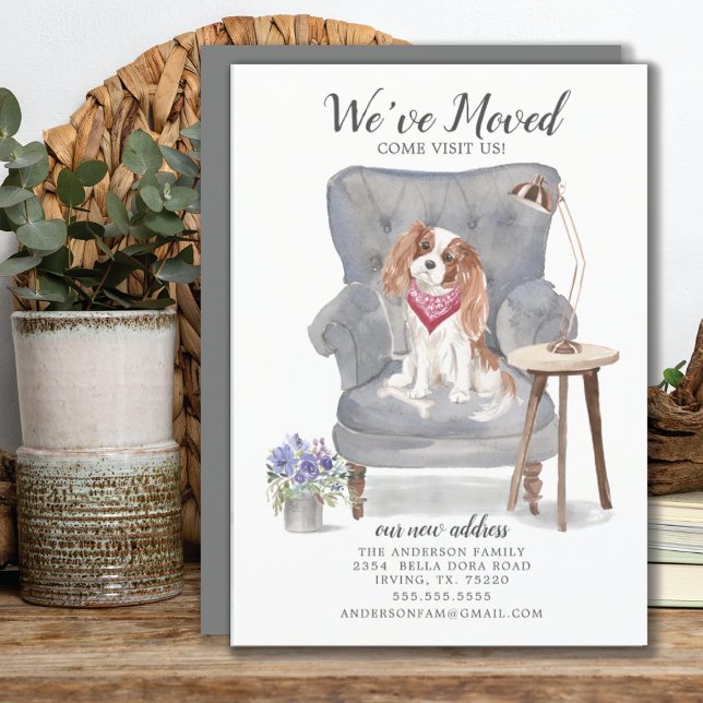 Cavalier Kung Charles Spaniel Flytta Announcement Meddelande (Skapare uppladdad)