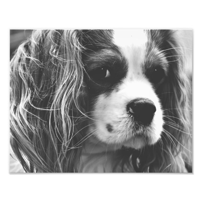 Cavalier Kung Charles Spaniel Fototryck (Framsidan)