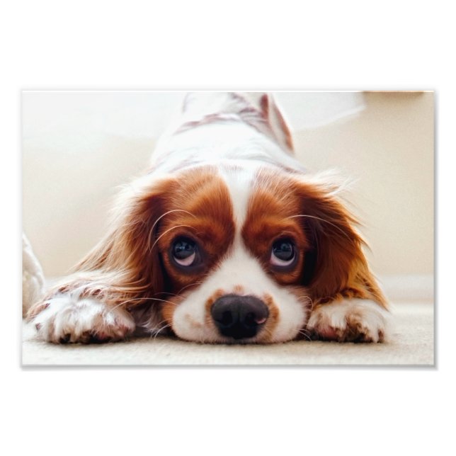Cavalier Kung Charles Spaniel Fototryck (Framsidan)