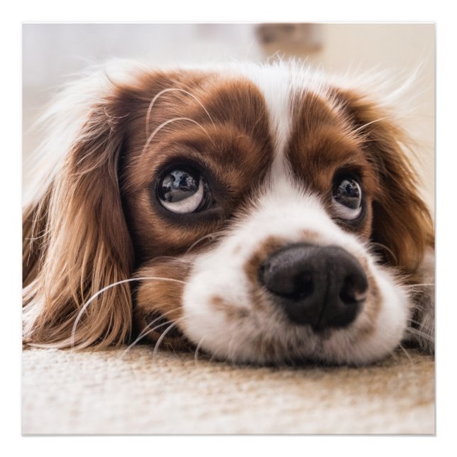 Cavalier kung charles spaniel fototryck (Framsidan)