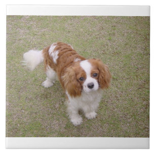 Cavalier-kung-charles-spaniel fullt kakelplatta