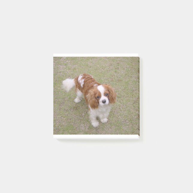 Cavalier-kung-charles-spaniel fullt post-it block (Framsida)