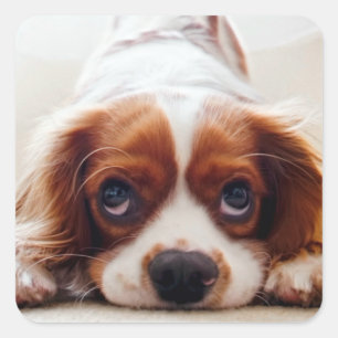 Cavalier Kung Charles Spaniel Fyrkantigt Klistermärke