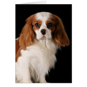 Cavalier Kung Charles Spaniel Hälsningskort