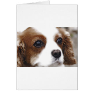 Cavalier Kung Charles Spaniel Hälsningskort