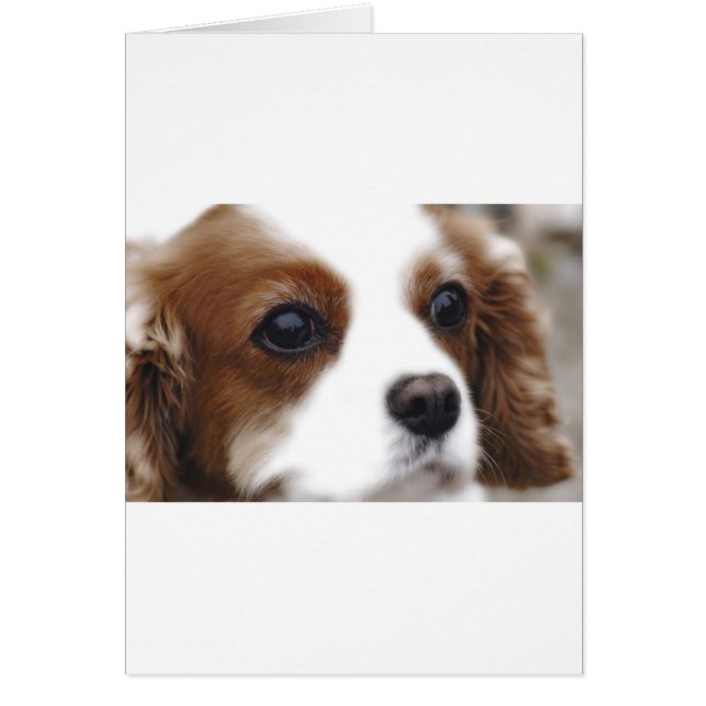 Cavalier Kung Charles Spaniel Hälsningskort (Framsidan)