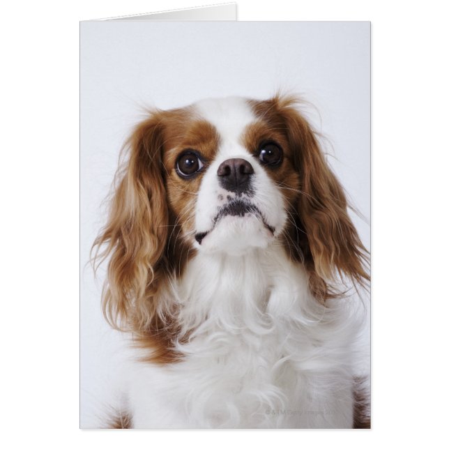 Cavalier Kung Charles Spaniel Hälsningskort (Framsidan)