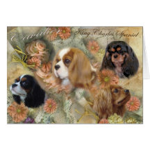 Cavalier Kung Charles Spaniel