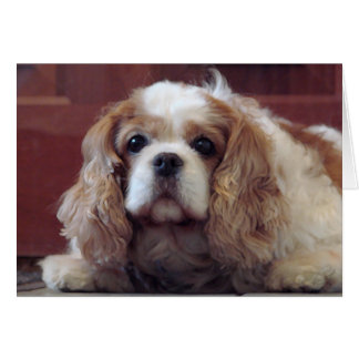 Cavalier Kung Charles Spaniel Hälsningskort