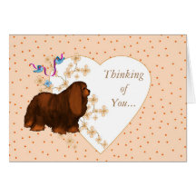 Cavalier Kung Charles Spaniel