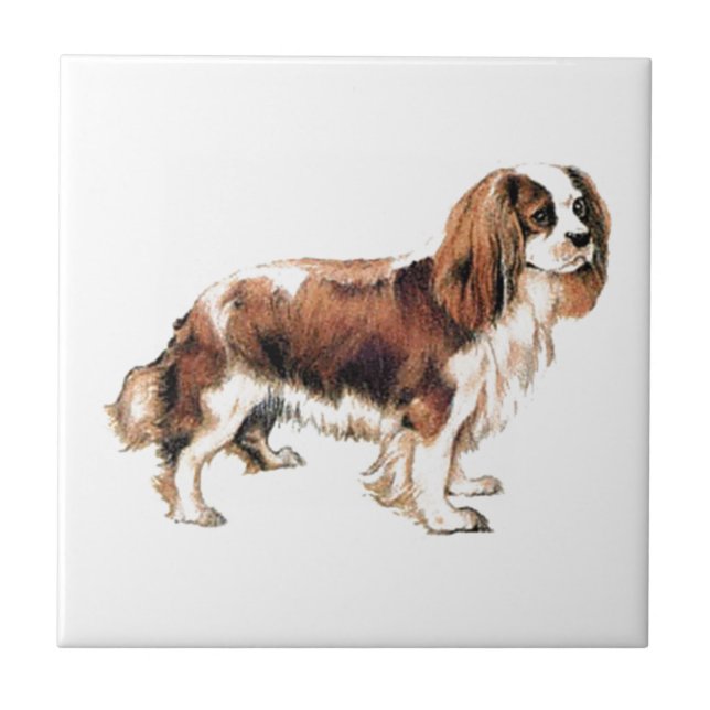 Cavalier Kung Charles Spaniel Kakelplatta (Framsidan)