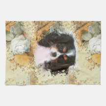 Cavalier Kung Charles Spaniel