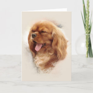 Cavalier Kung Charles Spaniel Kort