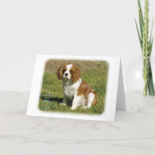 Cavalier Kung Charles Spaniel Kort