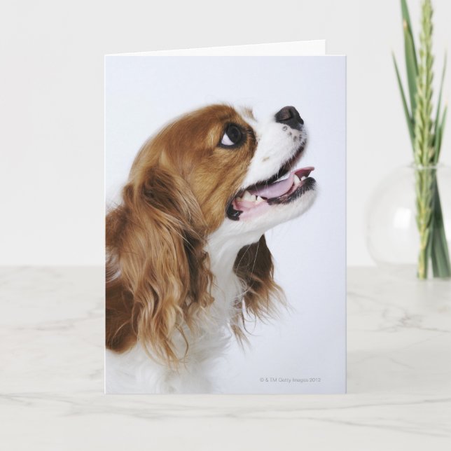 Cavalier Kung Charles Spaniel Kort (Framsida)