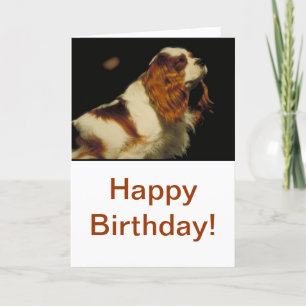 Cavalier Kung Charles Spaniel Kort