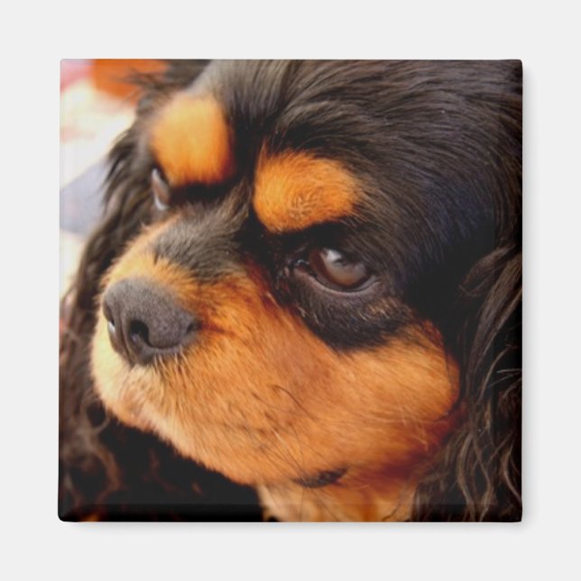 Cavalier Kung Charles Spaniel Magnet (Framsidan)