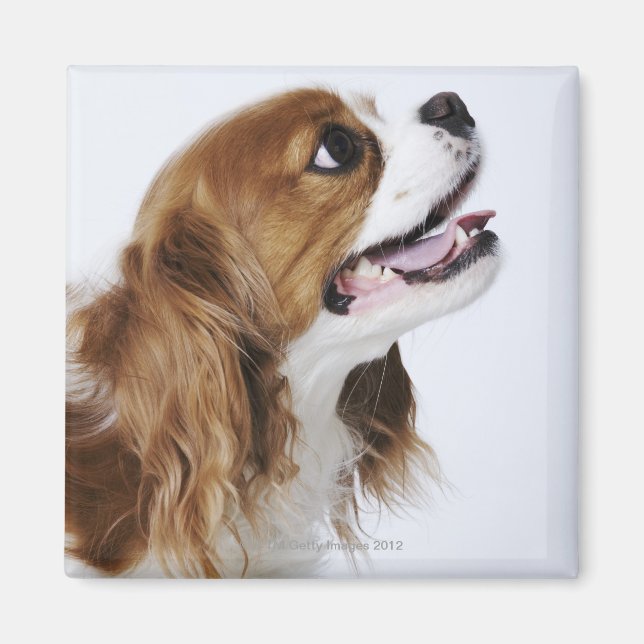 Cavalier Kung Charles Spaniel Magnet (Framsidan)