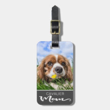 Cavalier Kung Charles Spaniel Mamma Hund's Photo