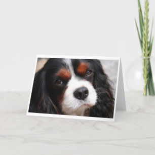 Cavalier Kung Charles Spaniel Mamma Kort