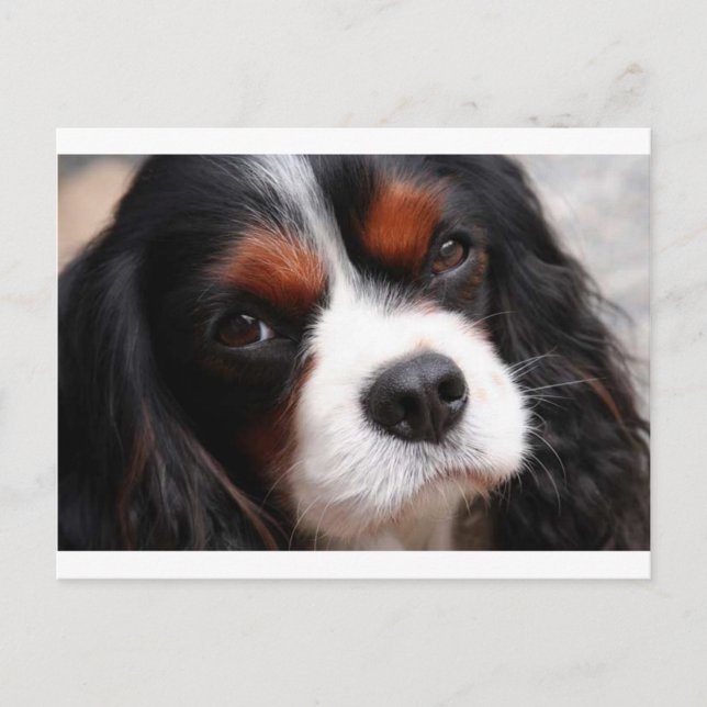 Cavalier Kung Charles Spaniel Mamma Vykort (Framsida)