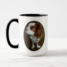 Cavalier Kung Charles Spaniel
