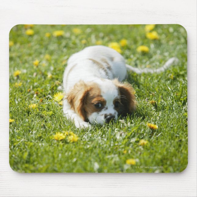 Cavalier Kung Charles Spaniel Musmatta (Framsidan)