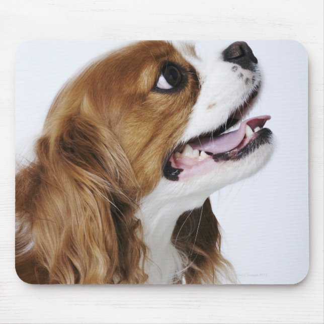 Cavalier Kung Charles Spaniel Musmatta (Framsidan)
